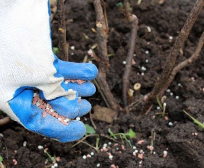 7 кращих осінніх добрив для смородини