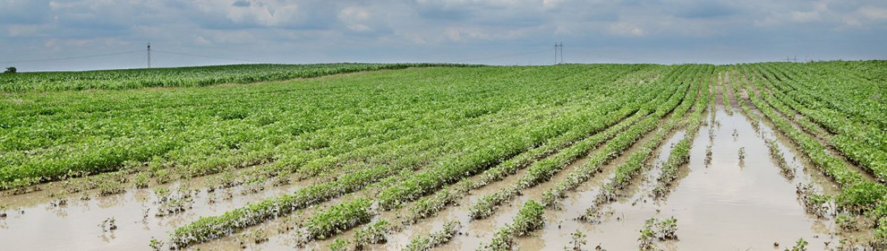 Сільськогосподарські культури зможуть протистояти повеням