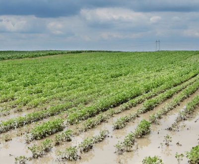 Сільськогосподарські культури зможуть протистояти повеням