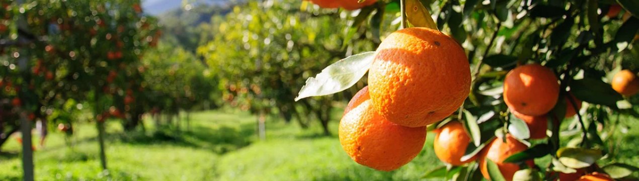 Стандарти якості? Ні, не чули: у Валенсії зібрали урожай цитрусових