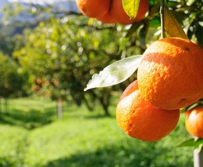 Стандарти якості? Ні, не чули: у Валенсії зібрали урожай цитрусових