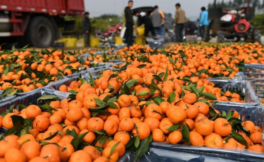 Збір урожаю цитрусових Збір урожаю цитрусових