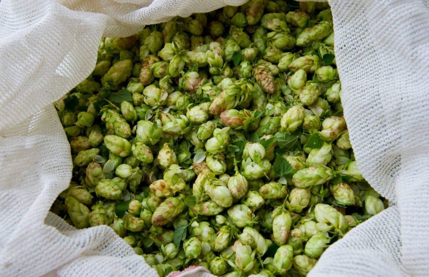 Урожай хмелю