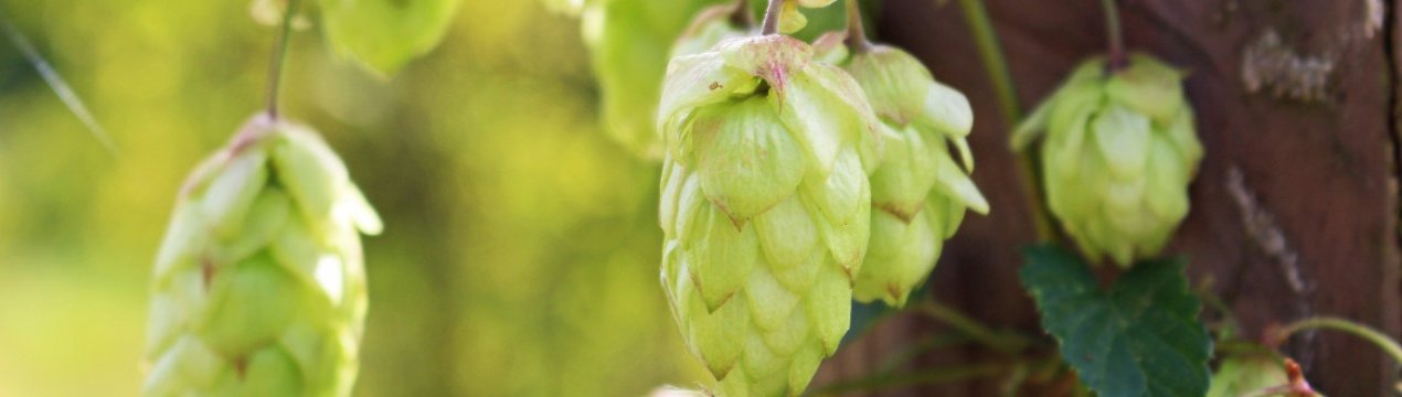 Очікується гарний врожай хмелю з Ейфелю