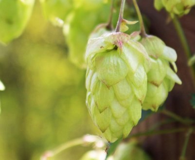 Очікується гарний врожай хмелю з Ейфелю