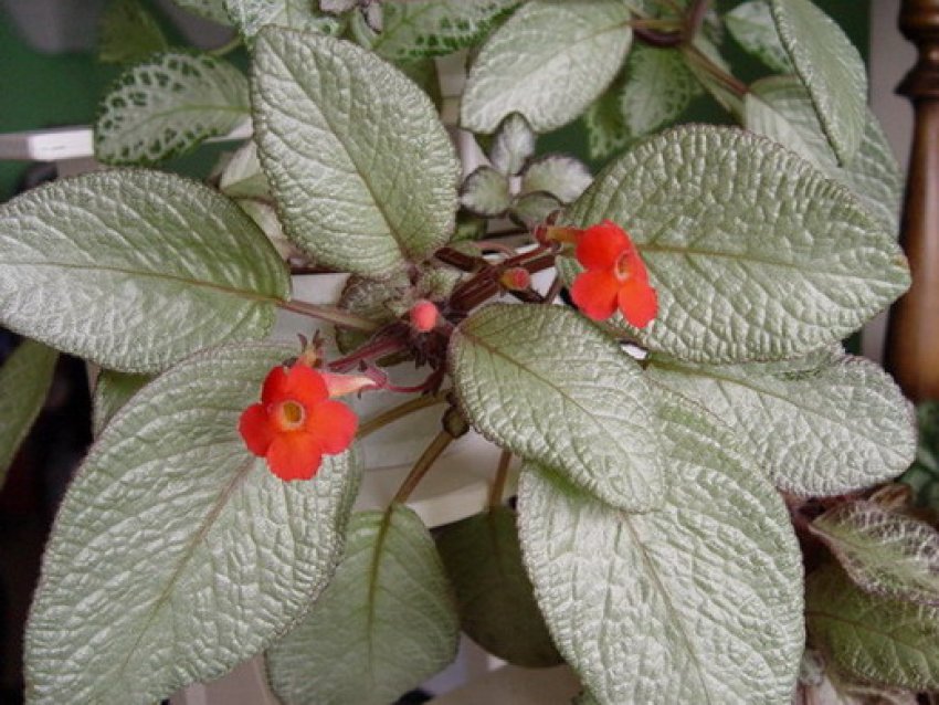 Silver moon Silver moon