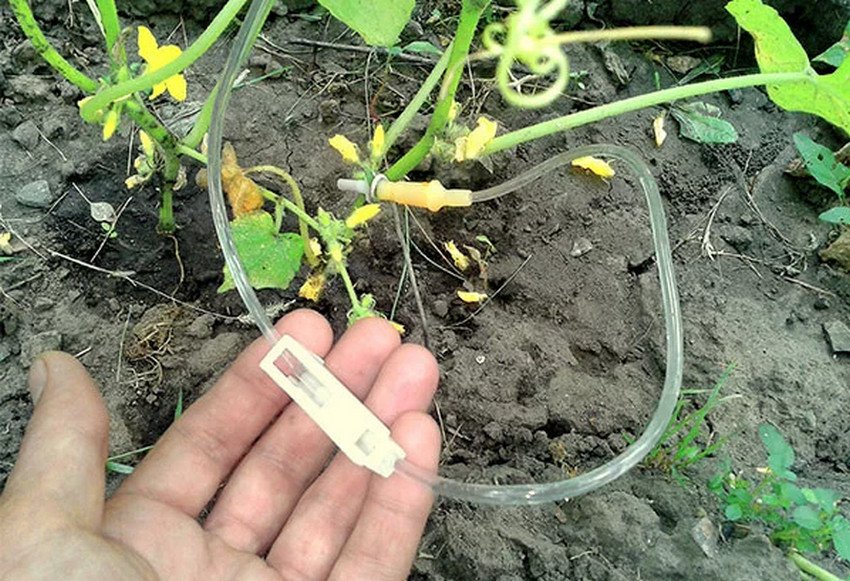 Капельний полив із медичних крапельниць Капельний полив із медичних крапельниць