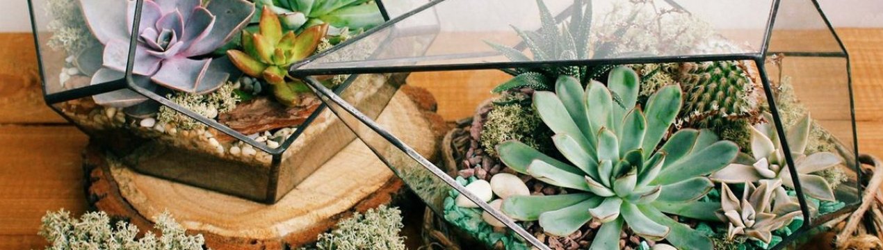 Крок за кроком інструкція створення флораріума в домашніх умовах