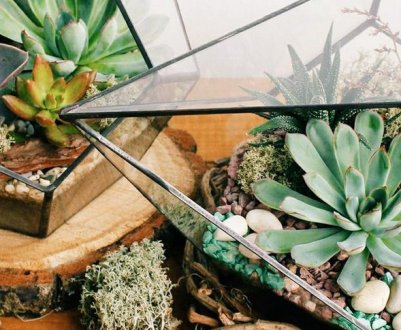 Крок за кроком інструкція створення флораріума в домашніх умовах