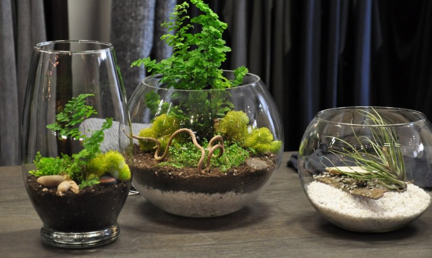 Флораріум в домашніх умовах