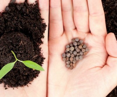 Обережно, небезпечні насіння в поштових скриньках