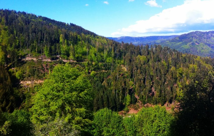 Ліс в Німеччині Ліс в Німеччині
