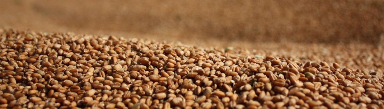 Що ж чекає на Бразилію через падіння експорту парагвайського пшениці