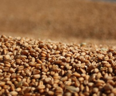 Що ж чекає на Бразилію через падіння експорту парагвайського пшениці