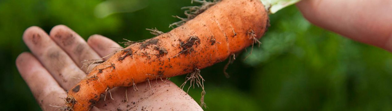 Як довго тримається морква? 4 способи як збільшити її тривалість зберігання