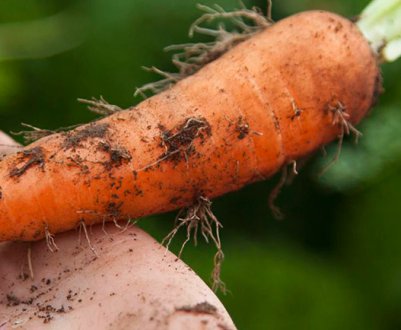 Як довго тримається морква? 4 способи як збільшити її тривалість зберігання