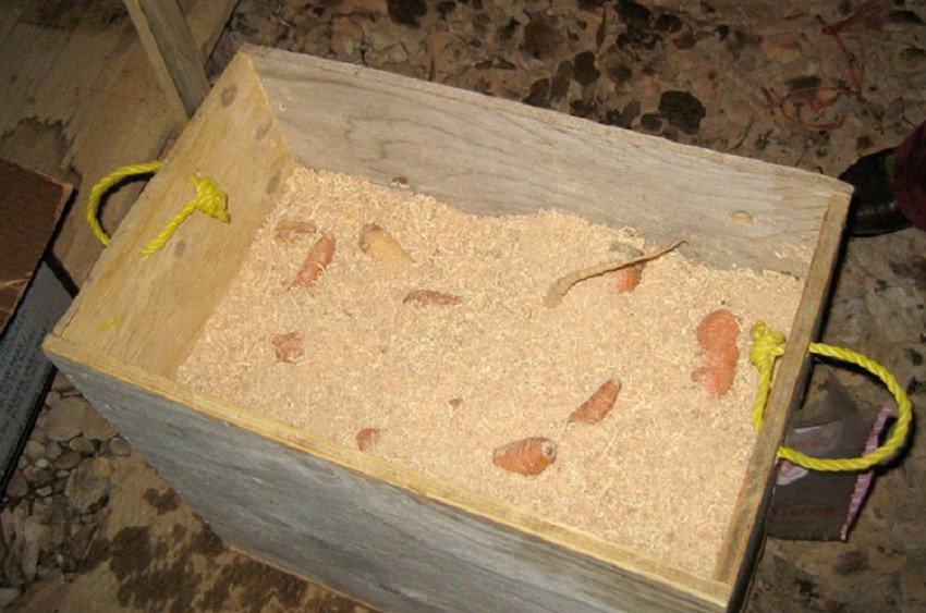 Зберігання моркви в опилках