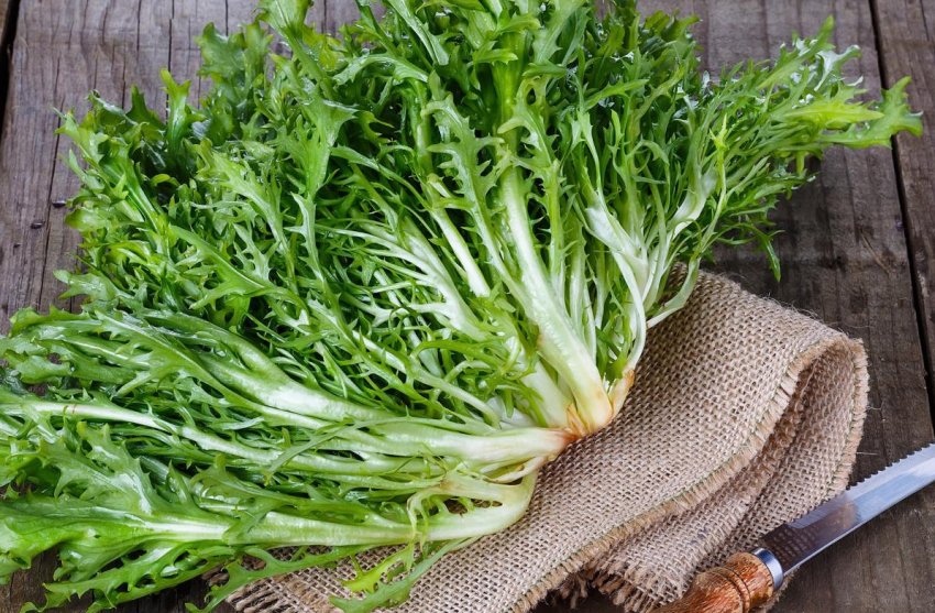 Эндівія Эндівія