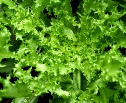 Очікуваний дефіцит, яким продуктом не вдасться посмакувати у вересні