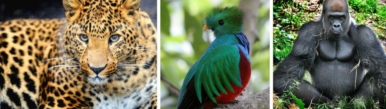 К кінцю століття сотні видів ссавців можуть вимерти через діяльність людини