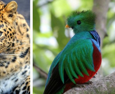 К кінцю століття сотні видів ссавців можуть вимерти через діяльність людини