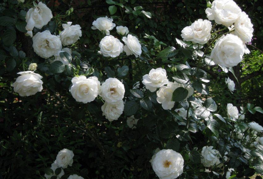 Baby schneewittchen роза