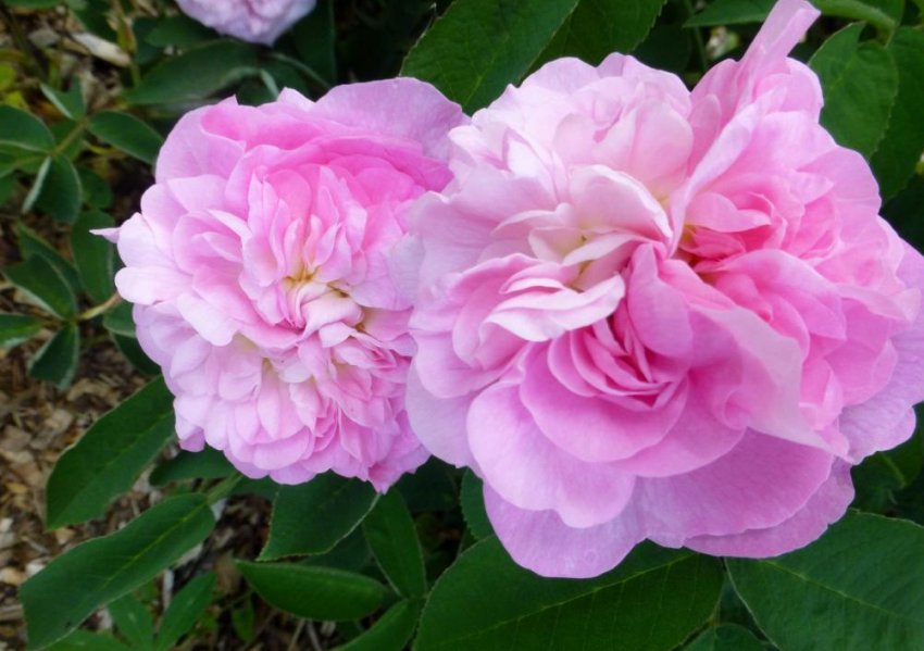 Роза Konigin Marie