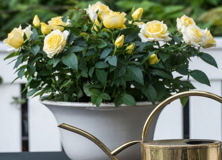 Роза Konigin Marie Sunmaid Kordana