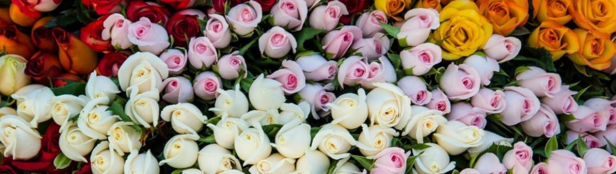 Які троянди купити для свого саду цієї осені: нові сорти 2020