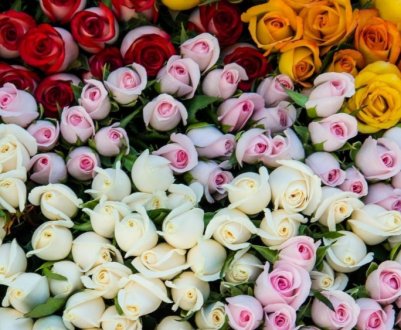 Які троянди купити для свого саду цієї осені: нові сорти 2020