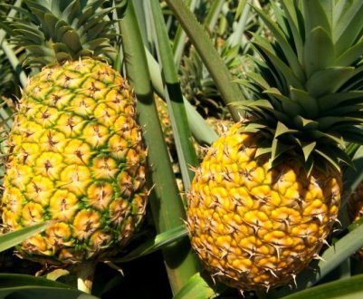 Ананаси в небезпеці