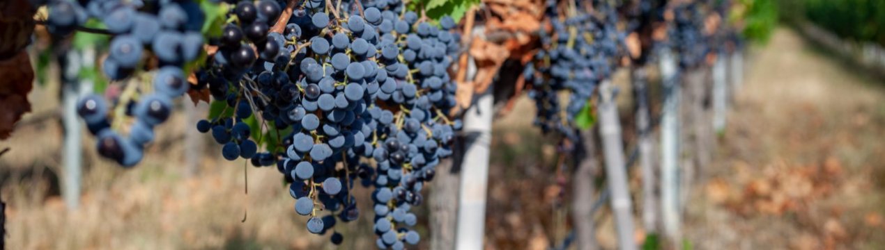 Якісне вино: в виноробних регіонах почали збирати врожай винограду