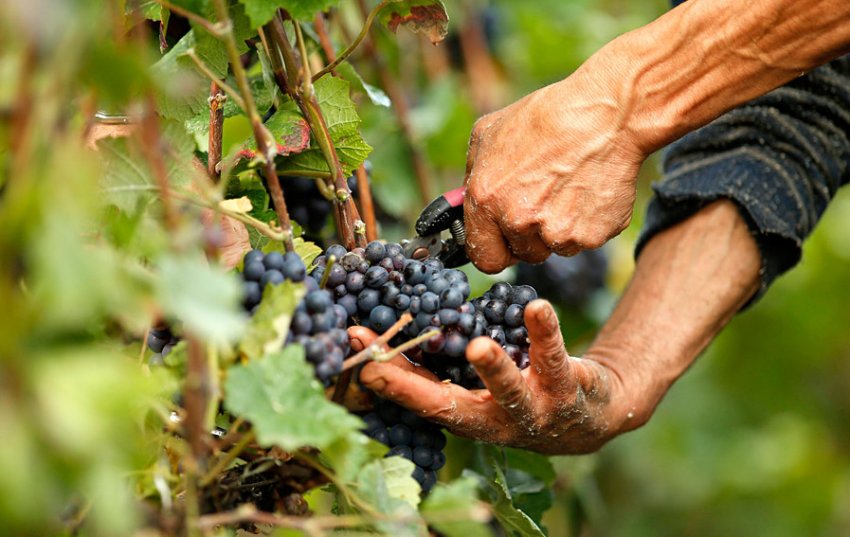 Збір винограду