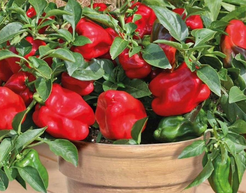 Вирощування перцю в горщику Вирощування перцю в горщику