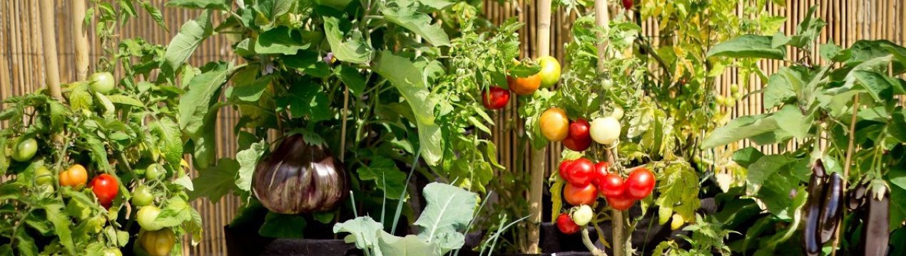 Які овочі можна пересадити у горщик, щоб продовжити збір врожаю взимку?