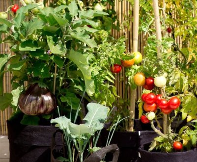 Які овочі можна пересадити у горщик, щоб продовжити збір врожаю взимку?