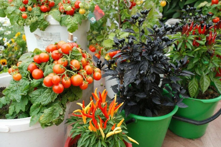 Вирощування овочів у горщиках Вирощування овочів у горщиках