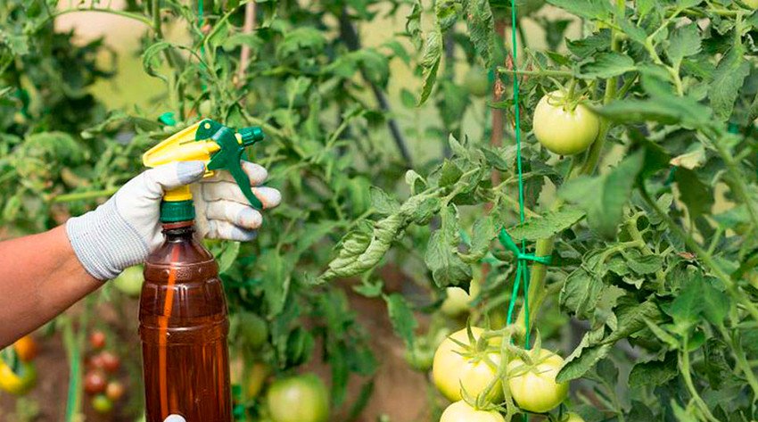 Обприскування борною кислотою Обприскування борною кислотою