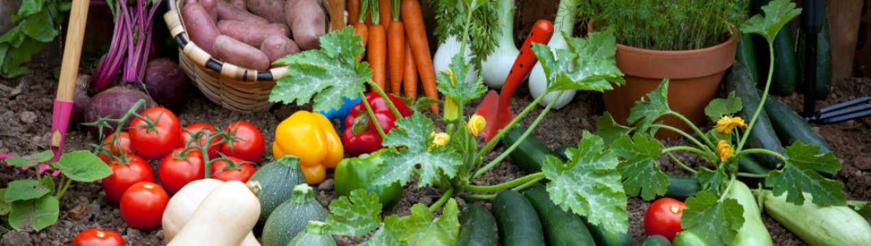 Борна кислота в огороді: правила і переваги використання