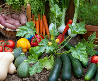 Борна кислота в огороді: правила і переваги використання