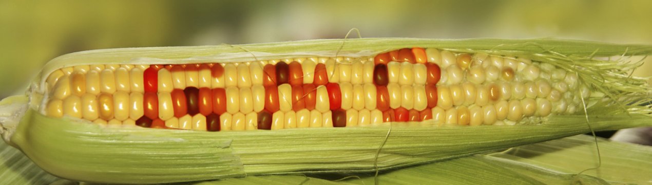 Прорив в захисті навколишнього середовища завдяки новим методам виявлення генної інженерії