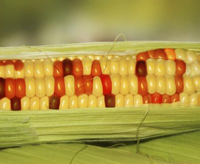 Прорив в захисті навколишнього середовища завдяки новим методам виявлення генної інженерії