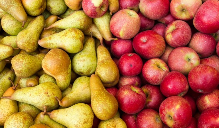 Урожай груш і яблук Урожай груш і яблук