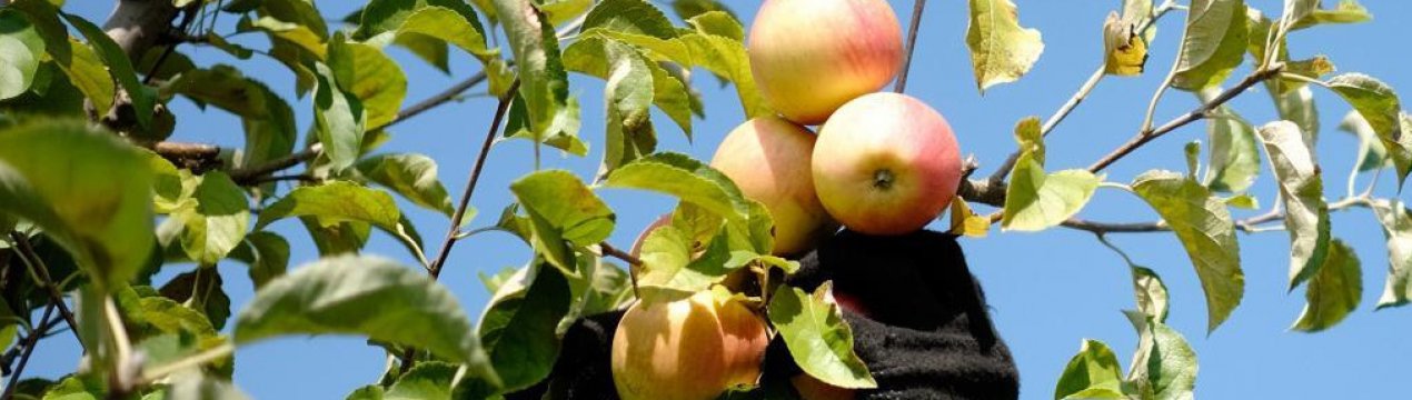 «Капризи» погоди вплинули на врожай груш і яблук