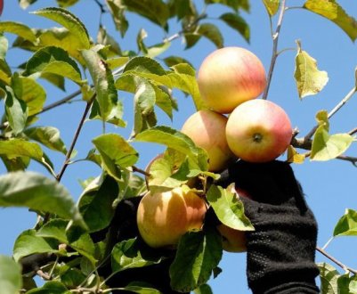 «Капризи» погоди вплинули на врожай груш і яблук
