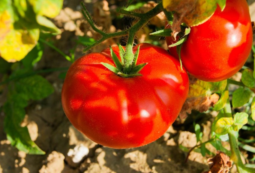 Боні ММ Боні ММ