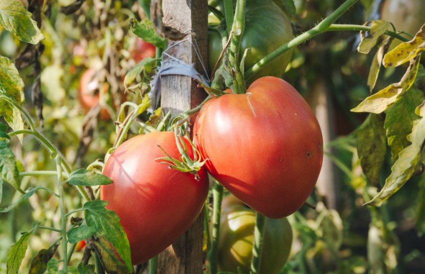 Томат Цар-колокол Томат Цар-колокол