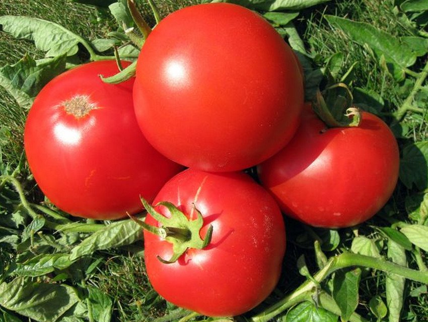 Помідори Атлантіда Помідори Атлантіда