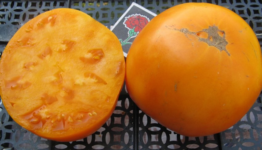 Помідори сорту Медово-солодкі Помідори сорту Медово-солодкі