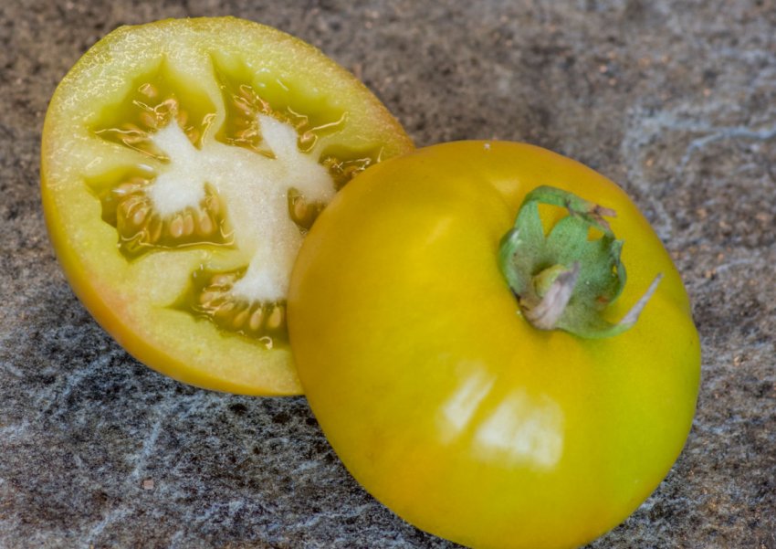 Помідор сорту Антонівка медова Помідор сорту Антонівка медова